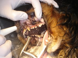 au fond, les dents nettoyées ; devant, les dents sales
