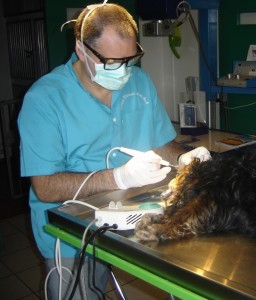dentisterie